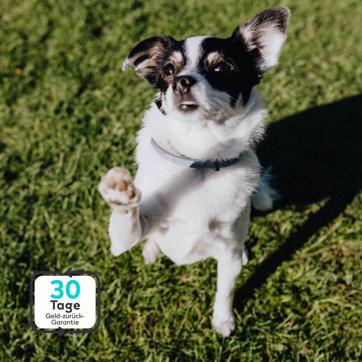 Serenosole™ PawShield | Schütze deinen Hund auf natürliche Weise vor Parasiten | Ultimativer Hundeschutz 2025