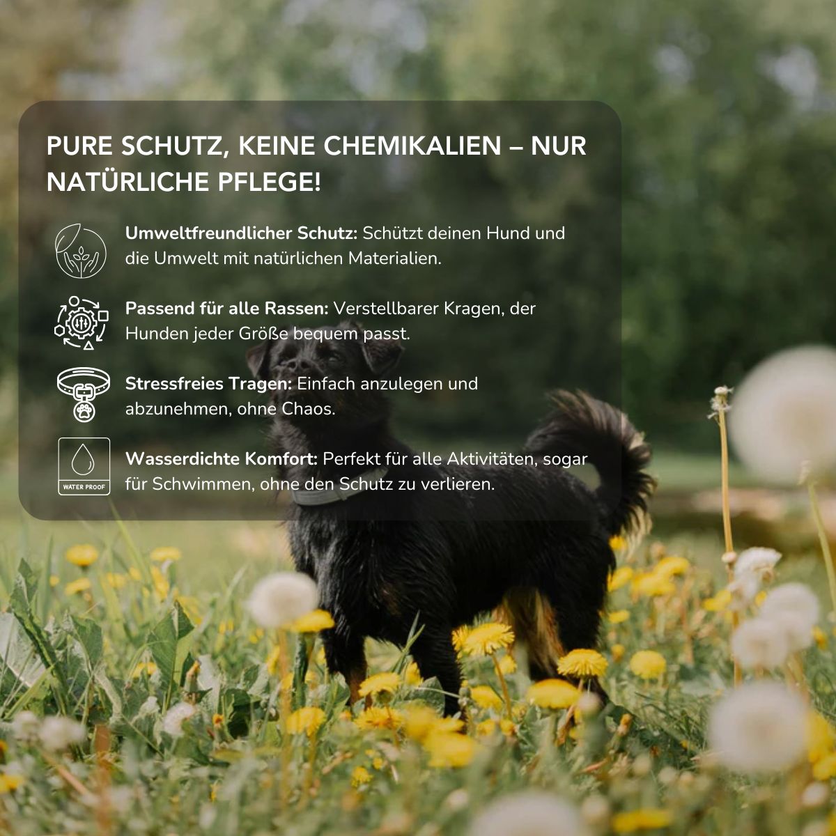Serenosole™ PawShield | Schütze deinen Hund auf natürliche Weise vor Parasiten | Ultimativer Hundeschutz 2025