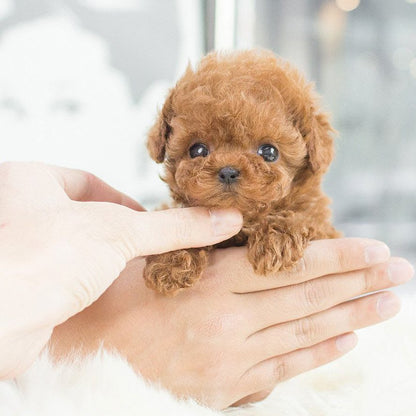 Serenosole™ PawBot | Super weich, lebensecht und perfekte Kuschelpartner | Die süßeste Puppenhund 2025